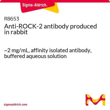 Anti-ROCK-2 antibody produced in rabbit ~2&#160;mg/mL, affinity isolated antibody, buffered aqueous solution