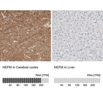 Anti-NEFM antibody produced in rabbit Prestige Antibodies&#174; Powered by Atlas Antibodies, affinity isolated antibody, buffered aqueous glycerol solution, Ab1