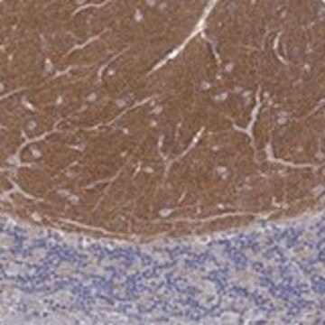 Anti-SYT12 antibody produced in rabbit Prestige Antibodies&#174; Powered by Atlas Antibodies, affinity isolated antibody, buffered aqueous glycerol solution