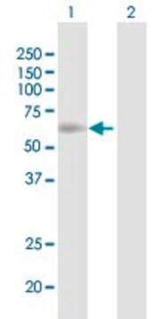 Anti-SLC7A1 antibody produced in mouse purified immunoglobulin, buffered aqueous solution