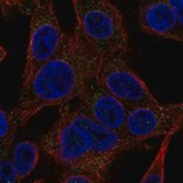 Anti-GPHA2 antibody produced in rabbit Prestige Antibodies&#174; Powered by Atlas Antibodies, affinity isolated antibody, buffered aqueous glycerol solution