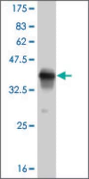 ANTI-PUM2 antibody produced in mouse clone 2F10, purified immunoglobulin, buffered aqueous solution