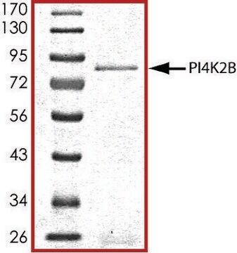 PI4K2B, active, GST tagged human PRECISIO&#174; Kinase, recombinant, expressed in baculovirus infected Sf9 cells, &#8805;70% (SDS-PAGE), buffered aqueous glycerol solution