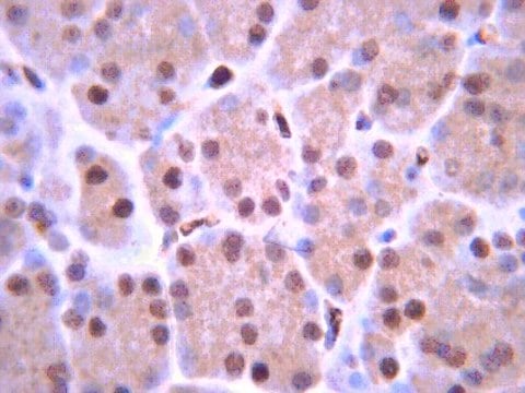 Anticorps anti-ISL-1 from rabbit, purified by affinity chromatography