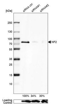 抗-NF2 兔抗 Prestige Antibodies&#174; Powered by Atlas Antibodies, affinity isolated antibody, buffered aqueous glycerol solution