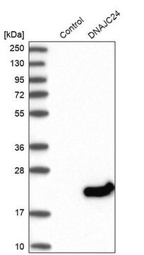 Anti-DNAJC24 antibody produced in rabbit Prestige Antibodies&#174; Powered by Atlas Antibodies, affinity isolated antibody, buffered aqueous glycerol solution, Ab2