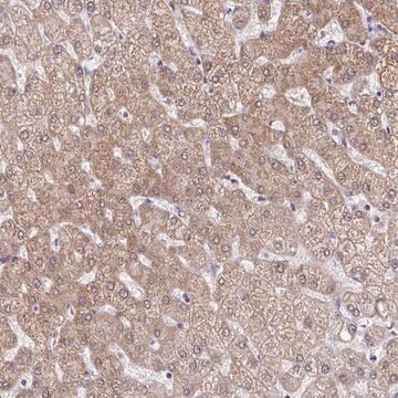 Anti-C9orf64 antibody produced in rabbit Prestige Antibodies&#174; Powered by Atlas Antibodies, affinity isolated antibody, buffered aqueous glycerol solution