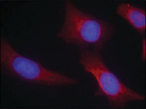 Anti-CAMK2N2 (Ab-286) antibody produced in rabbit affinity isolated antibody