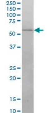 Monoclonal Anti-IRX3 antibody produced in mouse clone 3E7, purified immunoglobulin, buffered aqueous solution