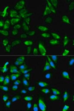 Anti-TRAF6 antibody produced in rabbit