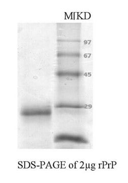 Proteína priónica, recombinante