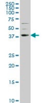 Monoclonal Anti-NR2E1 antibody produced in mouse clone 1C4, purified immunoglobulin, buffered aqueous solution