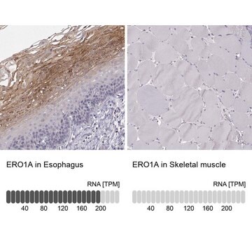 Anti-ERO1A antibody produced in rabbit Prestige Antibodies&#174; Powered by Atlas Antibodies, affinity isolated antibody, buffered aqueous glycerol solution