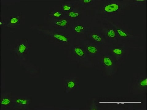 抗NUMA1抗体 ウサギ宿主抗体 purified immunoglobulin, buffered aqueous solution