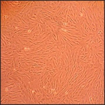 Rat Dermal Fibroblasts: RDF, adult