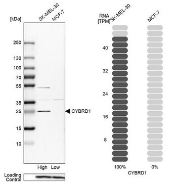 Anti-CYBRD1 antibody produced in rabbit Prestige Antibodies&#174; Powered by Atlas Antibodies, affinity isolated antibody, buffered aqueous glycerol solution