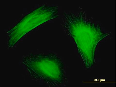 Monoclonal Anti-PTK9 antibody produced in mouse clone 1D12, purified immunoglobulin, buffered aqueous solution