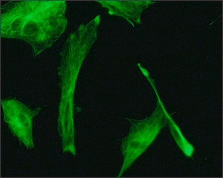 Monoklonaler Anti-&#946;-Tubulin-Antikörper clone TUB 2.1, purified from hybridoma cell culture