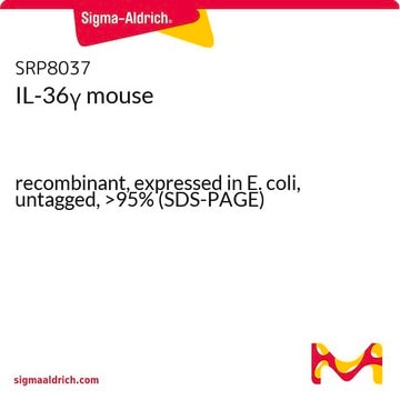 IL-36&#947; mouse recombinant, expressed in E. coli, untagged, &gt;95% (SDS-PAGE)