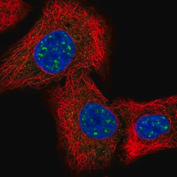 Anti-IQCK antibody produced in rabbit Prestige Antibodies&#174; Powered by Atlas Antibodies, affinity isolated antibody