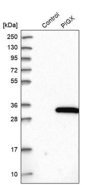 Anti-PIGX antibody produced in rabbit Prestige Antibodies&#174; Powered by Atlas Antibodies, affinity isolated antibody, buffered aqueous glycerol solution