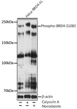 Anti-Phospho-BRD4(pSer1083) Antibody, clone 5B6X4, Rabbit Monoclonal