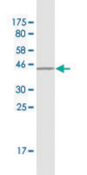 Monoclonal Anti-PIGR antibody produced in mouse clone 2G5, purified immunoglobulin, buffered aqueous solution