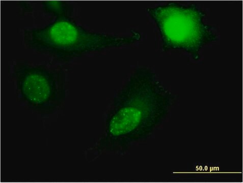 Monoclonal Anti-RPL11 antibody produced in mouse clone 2A1, purified immunoglobulin, buffered aqueous solution