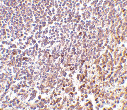 Anti-MD-1 (ab1) antibody produced in rabbit affinity isolated antibody, buffered aqueous solution