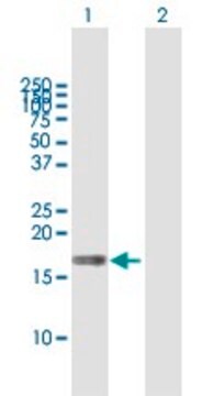 Anti-MAL antibody produced in mouse purified immunoglobulin, buffered aqueous solution