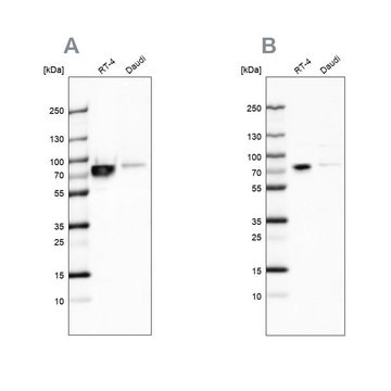 抗-DDX3X 兔抗 Ab1, Prestige Antibodies&#174; Powered by Atlas Antibodies, affinity isolated antibody, buffered aqueous glycerol solution