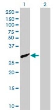 Anti-CFHR2, (C-terminal) antibody produced in mouse purified immunoglobulin, buffered aqueous solution