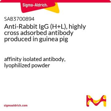 Anti-Rabbit IgG (H+L), highly cross adsorbed antibody produced in guinea pig affinity isolated antibody, lyophilized powder