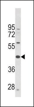 ANTI-PTAR1 (CENTER) antibody produced in rabbit affinity isolated antibody, buffered aqueous solution