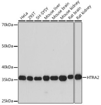 Anti-HTRA2 Antibody, clone 4H8C4, Rabbit Monoclonal