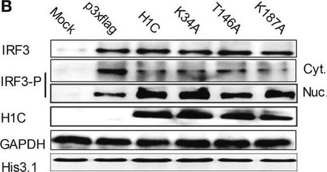 Anti-phospho-IRF-3 (Ser396) Antibody from rabbit, purified by affinity chromatography