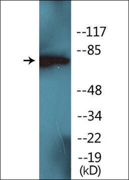 Anti-phospho-PKC &#948; (pTyr52) antibody produced in rabbit affinity isolated antibody