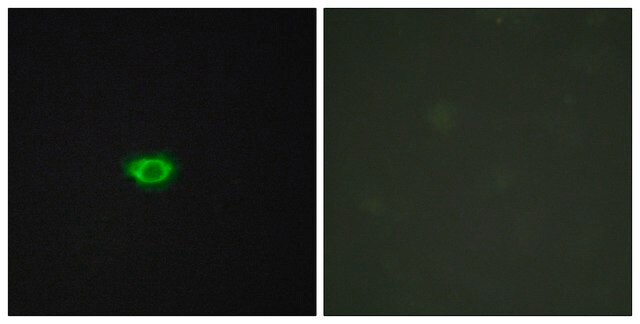 Anti-GPR108 antibody produced in rabbit affinity isolated antibody