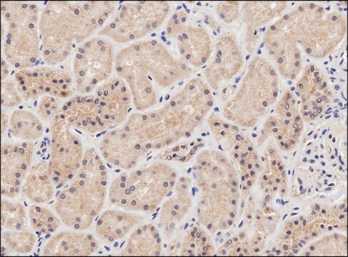 Anti-NIPBL antibody produced in goat affinity isolated antibody, buffered aqueous solution