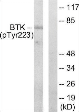 Anti-phospho-BTK (pTyr223) antibody produced in rabbit affinity isolated antibody