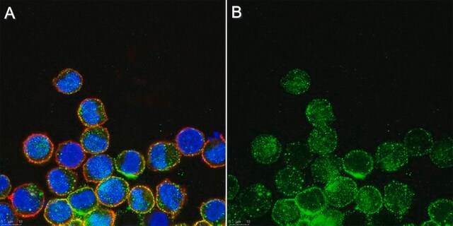 Anti-PIP2 Antibody, clone KT10