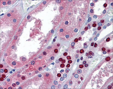 Anti-MPDZ antibody produced in rabbit affinity isolated antibody