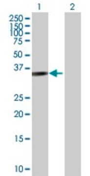 Anti-PARVG antibody produced in rabbit purified immunoglobulin, buffered aqueous solution