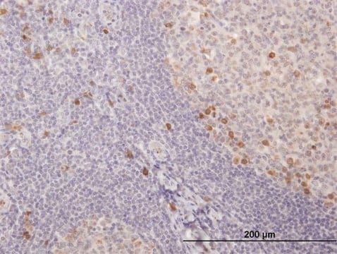 Anti-IGKC antibody produced in mouse purified immunoglobulin, buffered aqueous solution