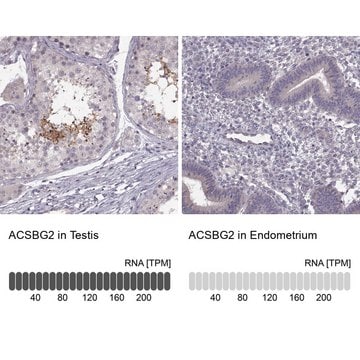 Anti-ACSBG2 antibody produced in rabbit Prestige Antibodies&#174; Powered by Atlas Antibodies, affinity isolated antibody, buffered aqueous glycerol solution