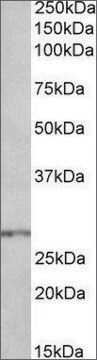 Anti-HOXB9 antibody produced in goat affinity isolated antibody, buffered aqueous solution