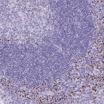 Anti-ANKDD1B antibody produced in rabbit Prestige Antibodies&#174; Powered by Atlas Antibodies, affinity isolated antibody, buffered aqueous glycerol solution