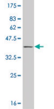 ANTI-HD antibody produced in mouse clone 3D6, purified immunoglobulin, buffered aqueous solution