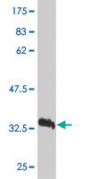 Monoclonal Anti-VEGFB antibody produced in mouse clone 4H5, purified immunoglobulin, buffered aqueous solution