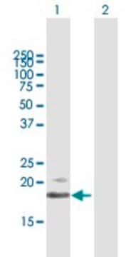 Anti-IFNB1 antibody produced in mouse purified immunoglobulin, buffered aqueous solution